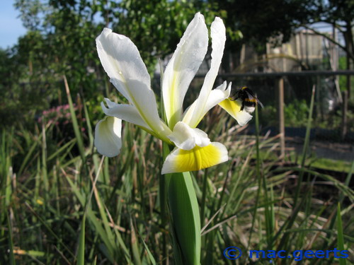 Iris orientalis